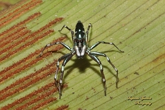 Cosmophasis valerieae