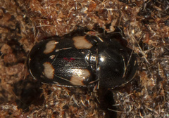 Glischrochilus quadrisignatus