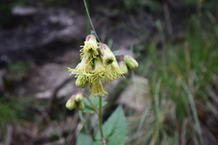 Brickellia grandiflora