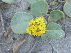Abronia latifolia