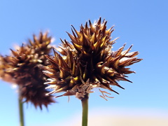 Carex macloviana