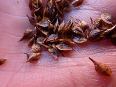 Carex macloviana