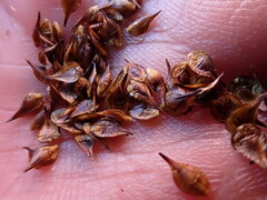 Carex macloviana