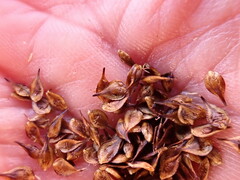 Carex macloviana