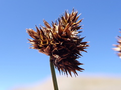 Carex macloviana