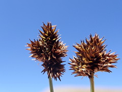 Carex macloviana