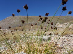 Carex macloviana