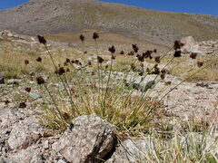 Carex macloviana