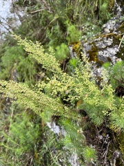 Artemisia morrisonensis