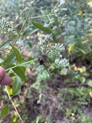 Piezogaster calcarator