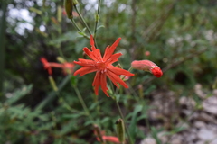 Silene laciniata