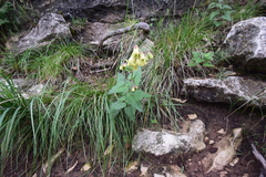 Brickellia grandiflora