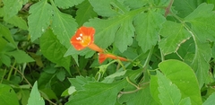 Ipomoea coccinea