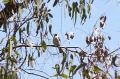 Philemon citreogularis