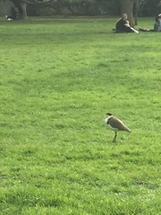 Vanellus miles novaehollandiae