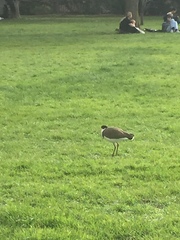 Vanellus miles novaehollandiae
