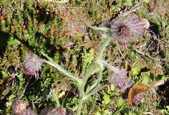 Cirsium edule