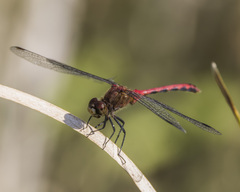 Sympetrum rubicundulum
