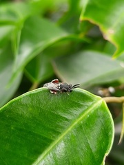 Brachymeria podagrica