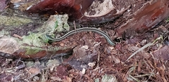 Thamnophis elegans terrestris