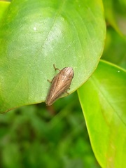 Gyponini