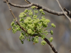 Aralia soratensis