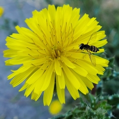 Toxomerus occidentalis