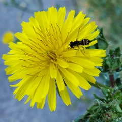 Toxomerus occidentalis