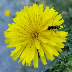 Toxomerus occidentalis