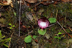 Corybas sinii
