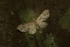 Chloroclystis mniochroa