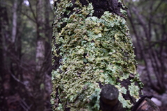 Flavopunctelia soredica