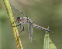 Sympetrum obtrusum