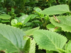 Pseudoxya diminuta