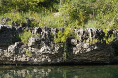 Phyllanthopsis phyllanthoides