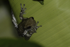 Trachycephalus vermiculatus