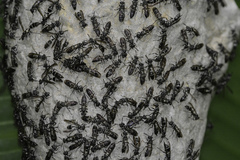 Polybia plebeja