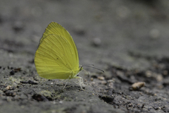 Pyrisitia dina westwoodi