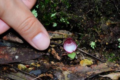Corybas sinii