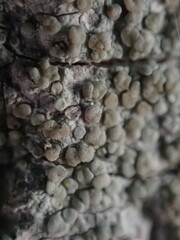 Lecanora carpinea
