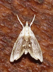 Lipocosmodes fuliginosalis