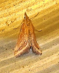 Microtheoris ophionalis