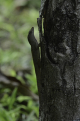 Anolis sagrei