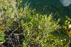 Phyllanthopsis phyllanthoides