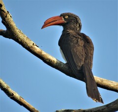 Lophoceros alboterminatus