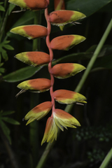 Heliconia rostrata