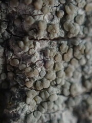 Lecanora carpinea