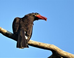 Lophoceros alboterminatus
