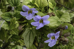 Thunbergia grandiflora