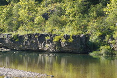 Phyllanthopsis phyllanthoides